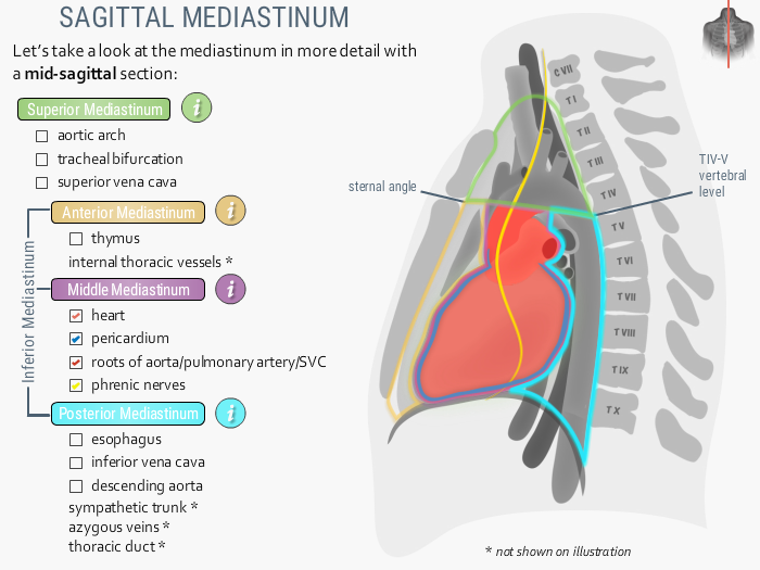 U.Br.Columbia Drawing The middle mediastinum English labels